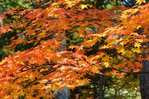 0559-520x345